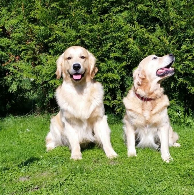 Don Camillo of Goldenlove (links),Juna Rischa vom Wylerhof(rechts)